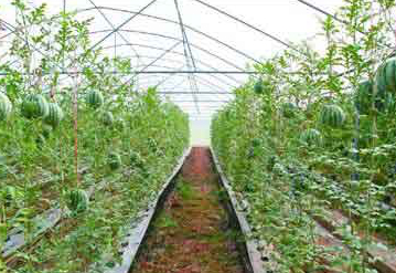 ����һ̖(h��o)�ļ���ɰ��r(n��ng)�I(y��)�����������̙C(j��)