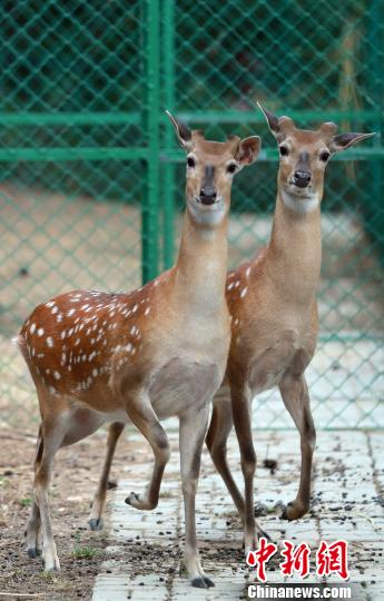 �����������u��(gu��)��ɭ�ֹ��@������_(t��i)��÷��¹һ���˶��d�����D���_(t��i)��÷��¹�ֵܡ����̝�(r��n)�B �z