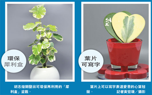 7年失敗12萬次臺家具商終研發出創意盆栽(圖) 7年失敗12萬次臺家具商終研發出創意盆栽(圖)