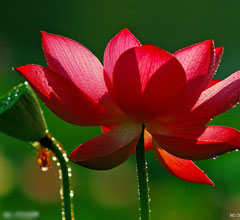 �ɰ�ý�w���M��ꖣ��ǘ�Ʒζ ��̫�������߲��ӡ�