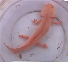 ɽ�|�P��ɽ�ϬF�����~�� �^���L��ˮꑃɗ�