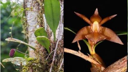 科研人員在西藏發(fā)現4個中國新記錄種