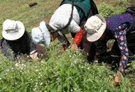 ��Óؚ�������Єӡ������ĺӿh������׃�����l(f��)Óؚ�����»���