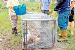 捕鱷鐵籠很像大型的捕鼠籠。圖片來源:臺灣《中國時報》