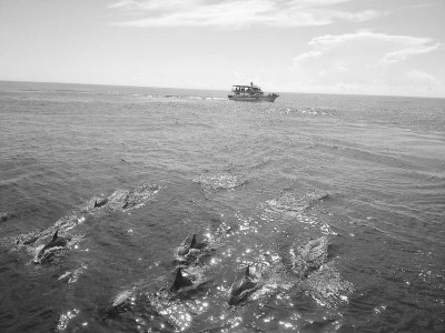 臺灣漁業辟新增值路徑:賞鯨豚、摸蜆子、玩垂釣