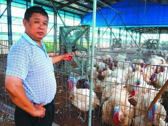 臺灣高溫來襲火雞也中暑木瓜開出畸形花(圖)