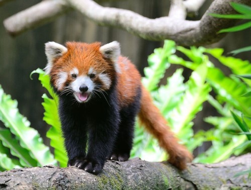 ����С��؈�g�g�_�����ࡡ��̎����ƨ�ɡ��u��(�D)