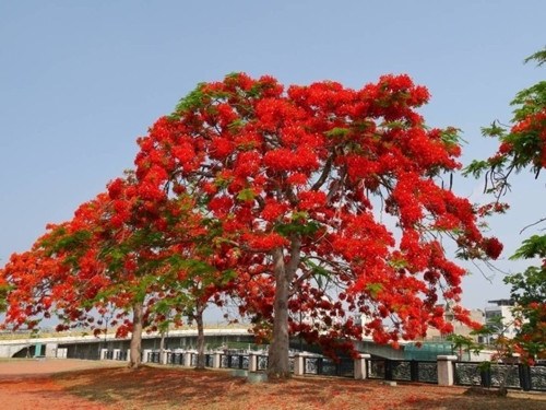臺南花開滿城 鳳凰花、阿勃勒爭相競艷(圖) 臺南花開滿城 鳳凰花、阿勃勒爭相競艷(圖)