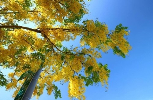 臺南花開滿城 鳳凰花、阿勃勒爭相競艷(圖) 臺南花開滿城 鳳凰花、阿勃勒爭相競艷(圖)