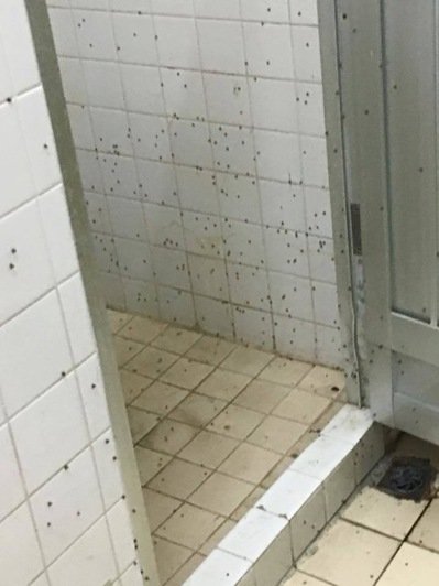 大學(xué)女生浴室爬滿蟲 學(xué)生嚇到崩潰不敢洗澡(圖) 大學(xué)女生浴室爬滿蟲 學(xué)生嚇到崩潰不敢洗澡(圖)