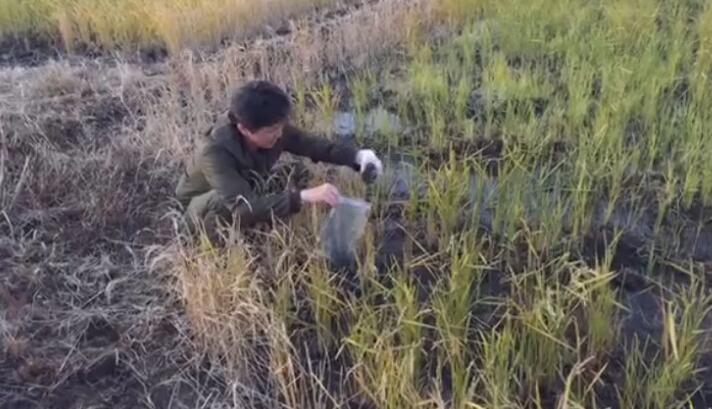 �_����F���ձ����y����Ⱦֵ ǧ�~�h����F�C-137