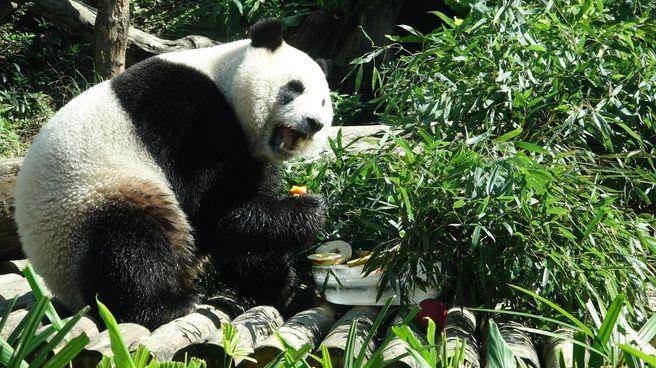 可愛又可口的菜色,“圓仔”開心享用 可愛又可口的菜色,“圓仔”開心享用