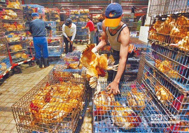 臺當局出重招防治禽流感 全臺家禽禁宰禁運7天 臺當局出重招防治禽流感 全臺家禽禁宰禁運7天