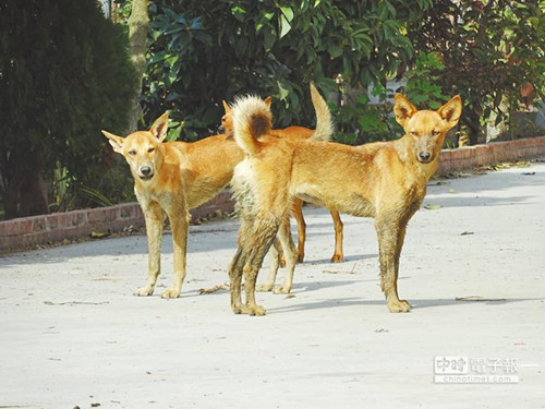 臺灣91歲老農遭野狗咬死 面對惡犬要慢退防衛威嚇(圖) 臺灣91歲老農遭野狗咬死 面對惡犬要慢退防衛威嚇(圖)