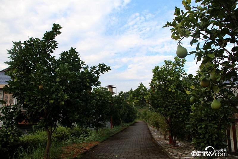 �β������ԷNֲ�ġ��������֡�