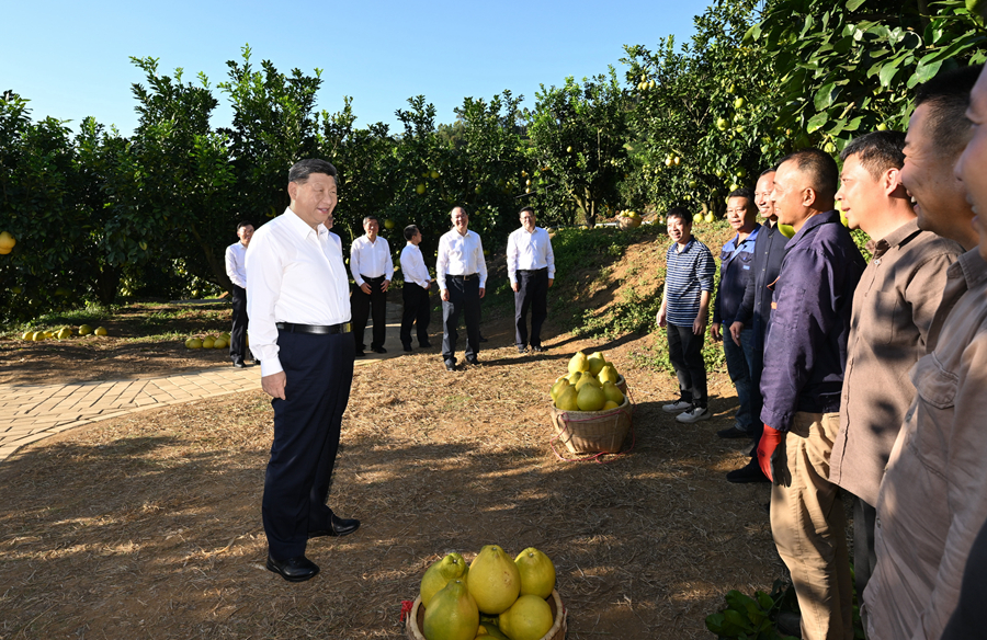 2025年11月7日,習近平總書記在梅州市梅縣區雁洋鎮南福金柚種植基地考察時,同果農和農技人員親切交流。