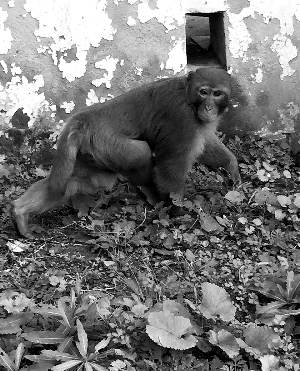 潑猴隔三差五“光顧”小區 雞蛋獼猴桃連吃帶拿 潑猴隔三差五“光顧”小區 雞蛋獼猴桃連吃帶拿