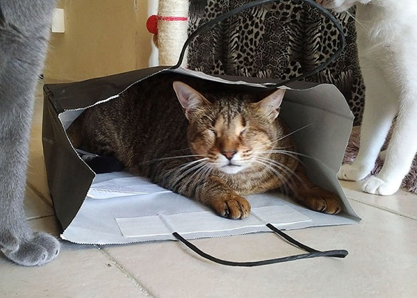 �DƬĬ�J���}