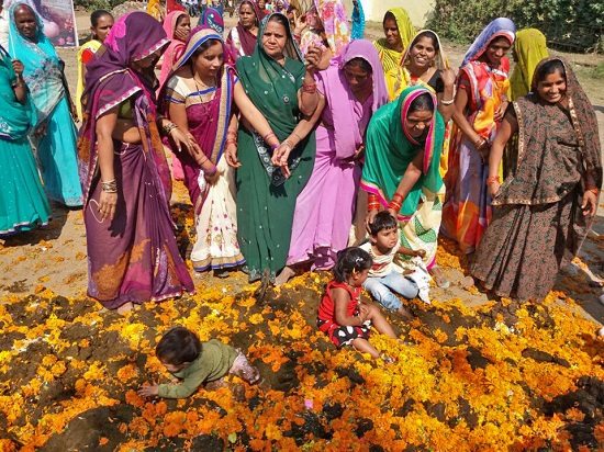 印度節(jié)日奇葩傳統(tǒng):讓孩子沾牛糞求好運(圖)