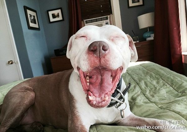 ��Ӣ����ÿ���]�󡷈�������գ�����һ�������̶�(Jon Bozak)�������ڽ��ϓ쵽һֻ���˹��������@ϲ���ǣ��@ֻ����Ȼ��Ц���̶��ڹ�Ԣ�����Ľֵ��ϓ���@ֻ���˹������o��ȡ���顰���ֿˡ�����һ��Ҋ���@ֻ���r���̶��Ԟ����c������ʧ�ˡ����ң����l�F����һ���c����ͬ�ġ����x��������Ȼ��Ц�����ǆ̶��㕺�r�����I���˼ҡ�