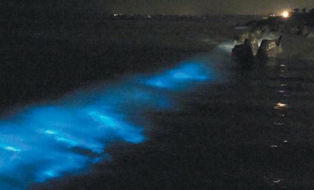 金門南海岸出現“藍眼淚”奇觀民眾爭睹(圖)